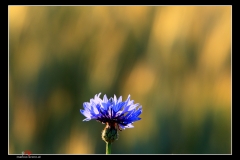 Blumen/Blüten