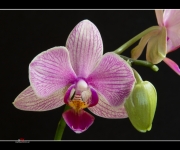 Schmetterlingsorchidee