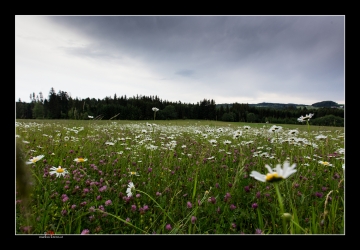 Blumenwiese