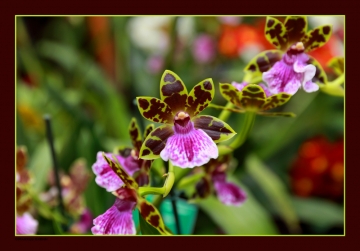 Orchidee