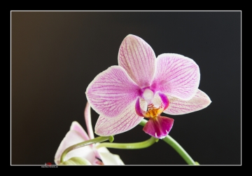 Phalaenopsis-Orchidee
