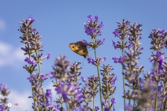 Insekten