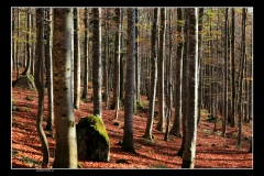 Natur/Landschaft