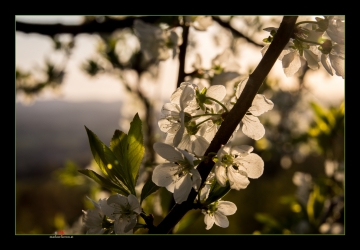 Blüten