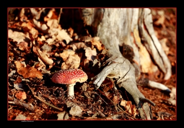 Fliegenpilz im Herbstlaub