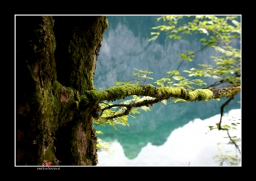 Mit Moos bewachsener Baum