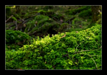Moss I.jpg