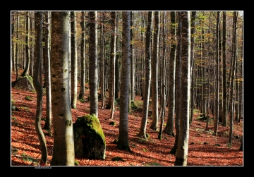 Wald imHerbst