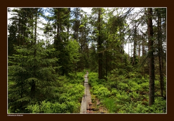 Weg in der Bayrischen Au