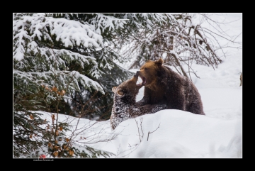 Bär