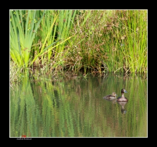 Entenfamilie