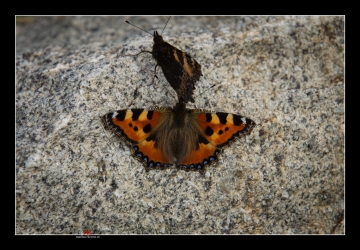 Kleiner Fuchs auf Stein