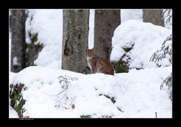 Kleiner Luchs I