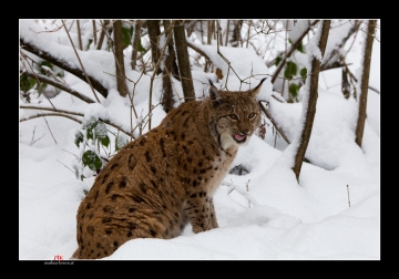 Luchs