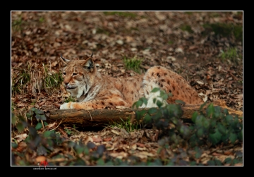 Luchs