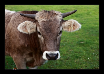Stier.jpg