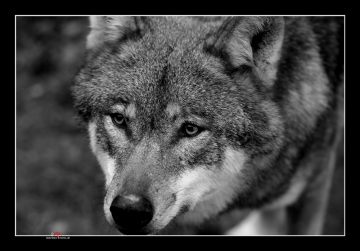 Wolf I