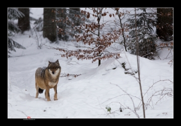 Wolf im Schnee I