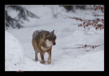 Wolf im Schnee