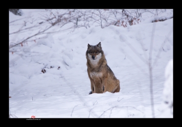 Wolf im Winter