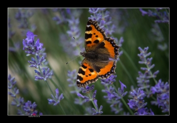 kleiner Fuchs auf Lavendel