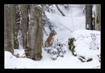 kleiner Luchs II