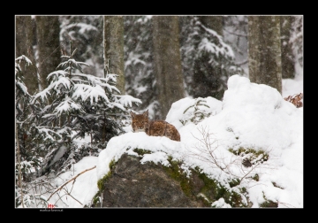 kleiner Luchs