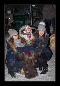 WildNight 24