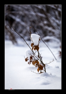 Schneesoldat