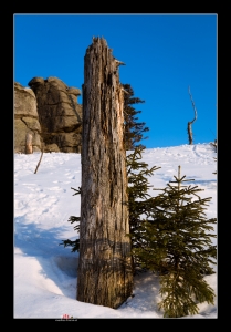 Toterbaum im Schnee