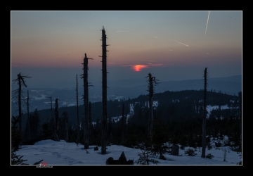 Totholz im Sonnenuntergang